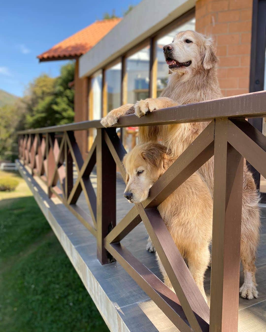 Bobさんのインスタグラム写真 - (BobInstagram)「Ebaaaa ... “ Sorteio “ (Foto oficial )   A @olapet.friendly preparou mais um sorteio especial do projeto: “Expedições Olá Pet” - Monte Verde - MG. Diversão, hospedagem, gastronomia e um friozinho pra lá de gostoso para você curtir junto com um acompanhante.  Basta seguir as regrinhas do sorteio:   Os premios :  📍Pousada Rohsler 02 diárias : ganhador + acompanhante + pet (exceto feriados) 📍Restaurante Café Pinhão  01 jantar para 2 pessoas (não incluso bebidas) 📍Restaurante Boteco do Lago 01 jantar para 2 pessoas (não incluso bebidas) 📍Icebar 02 entradas gratuitas  As regrinhas são simples:  1️⃣ Seguir os seguintes perfis: @pousadarohsler  @botecodolago  @cafepinhaomv  @icebarmv  @olapet.friendly  E o nosso, claro! @bob_marley_goldenretriever   2️⃣ Curtir a FOTO OFICIAL (essa aqui)  3️⃣ Marcar 02 amigos nos comentários. O sorteio será realizado dia 09/09/2020 às 20h (horário de Brasília)  ➡️ O ganhador poderá usar os  prêmios de 01/10/2020 a 31/12/2020 (EXCETO FERIADOS)📍  ℹ️ Quanto mais comentar, mais chances você tem de ganhar! ℹ️ Não é válido marcar perfil fake, comercial ou de famosos. ℹ️ Participação de IGs somente de sorteios serão desclassificados. ℹ️ O perfil participante deve ser ativo no Instagram, sem publicações também será desclassificado. ℹ️ O perfil deverá estar desbloqueado no momento do sorteio. ℹ️ O ganhador deverá entrar em contato até 72hs após o sorteio, caso contrário realizaremos um novo sorteio. ℹ️  o ganhador tem a opção de levar ou não seu pet .  ℹ️ Promoção válida somente para o Brasil.」8月28日 23時51分 - bob_marley_goldenretriever