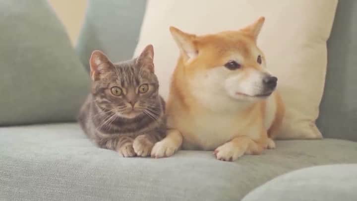 のインスタグラム：「. 【ペットの熱中症対策に✅】 . まだまだ続く夏の暑さ☀️ 飼い主さんはお留守番中の ペットの体調が心配ですよね😥 . 温度センサー搭載の HDペットカメラなら 外出先でも気軽に室温を確認できます！ . 事前に温度を設定しておくと 室温が設定範囲を超えた時に スマホに通知が届いて便利です😊 . ------------------------------------------ 外出先でもスマホで簡単気軽に確認！ 温度センサー付きペットカメラ！ https://panasonic.jp/hns/products/hdn215.html ------------------------------------------ . #ペットカメラ #ペット #犬 #いぬ #愛犬 #犬のいる暮らし #いぬすたぐらむ #わんこカメラ部  #犬好きな人と繋がりたい #柴犬 #いぬのきもち #shibainu #shibastagram  #ねこ #ネコ #猫部 #ねこ部 #ねこすたぐらむ #にゃんすたぐらむ #猫好きさんと繋がりたい #もふもふ #パナソニック #panasonic」