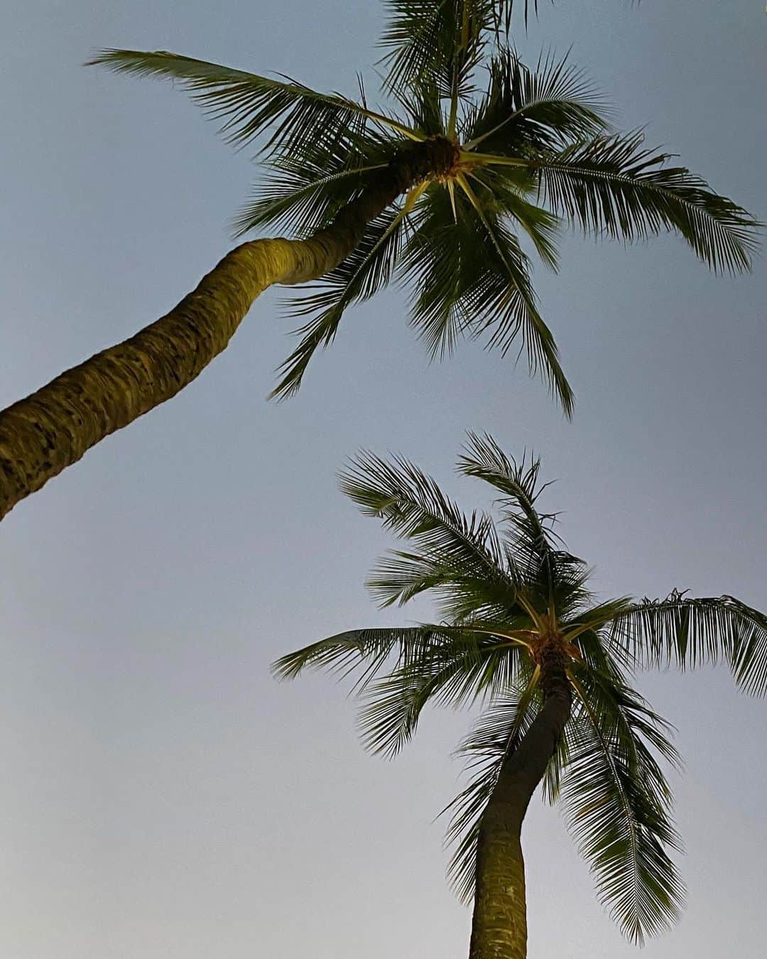 Lilly and Emmaさんのインスタグラム写真 - (Lilly and EmmaInstagram)「. . Have a good night🌴 . #lillyandemma #hawaii #feelaloha #sunset #luckyliveinhawaii #instagood #photooftheday #love #happy #palmtrees #aloha #リリエマ #ハワイ #サンセット #ハワイ好き #ハワイ好きな人と繋がりたい」8月28日 15時24分 - lilly_emma_hawaii