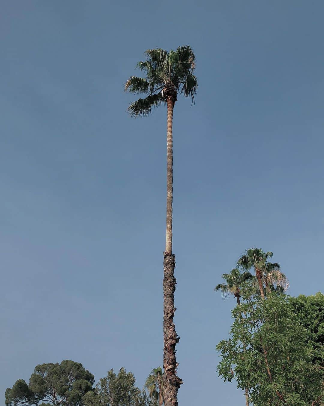 佐々木千絵のインスタグラム：「#LA #palmtrees 🤍🌴」