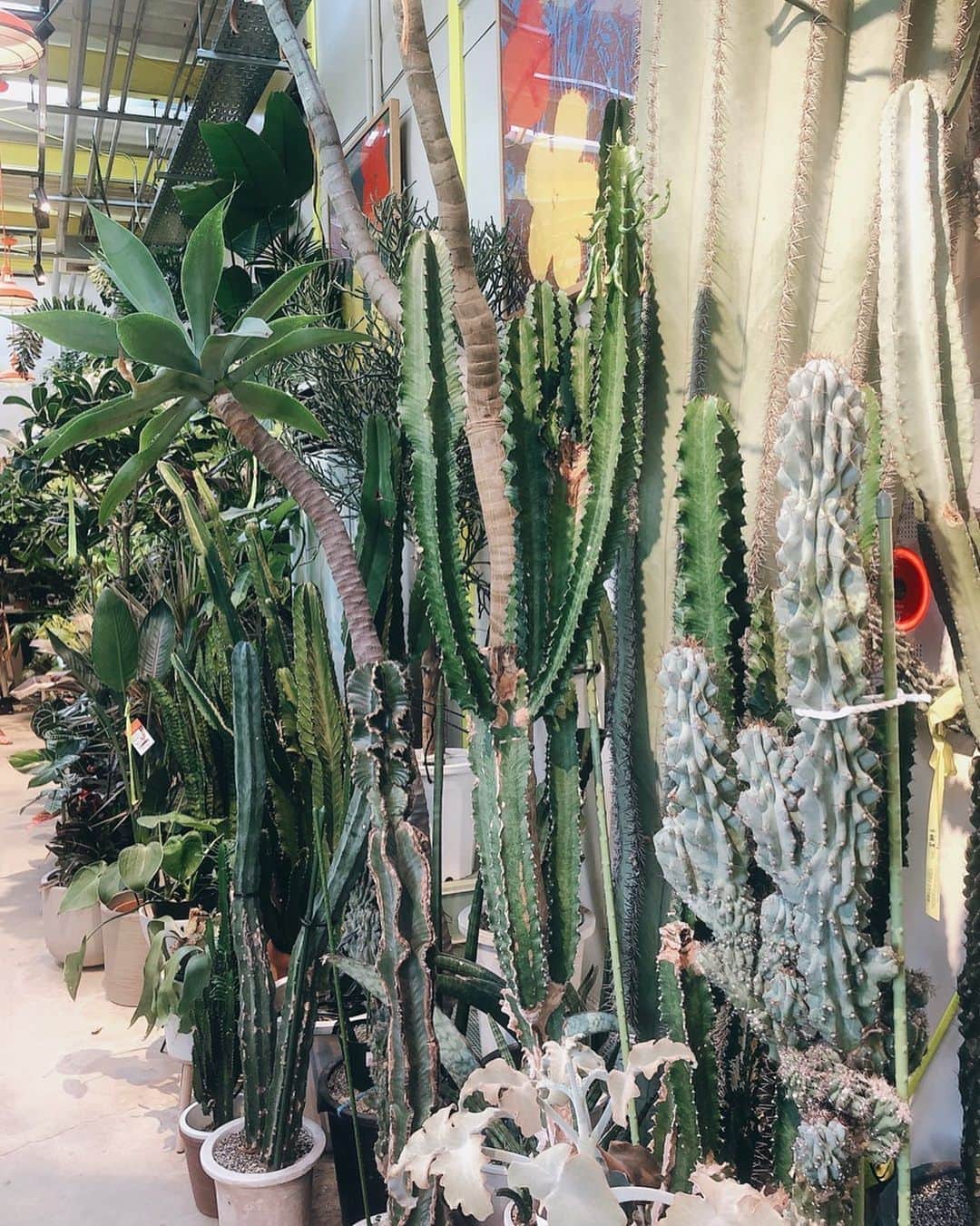 ダレノガレ明美さんのインスタグラム写真 - (ダレノガレ明美Instagram)「お仕事前にまた植物買いに…🦋 大きめの植物ほしいな☺️」8月28日 15時59分 - darenogare.akemi