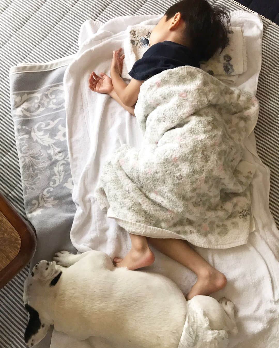 進藤やす子さんのインスタグラム写真 - (進藤やす子Instagram)「✳︎ 母から送られてきた甥っ子はるちゃん👶とふうちゃん🐼のお昼寝姿❤️ . お昼寝直前までじいじ👴と遊んでたらしく、 . 👶「はるちゃん、じいじ 好き」 . とつぶやいてからコテンと寝たらしい。 かわええ🤤 . . #実家便り #はるちゃんふうちゃん👶🐼  なかなか #いいコンビ #癒し」8月28日 16時19分 - yasukoshindo