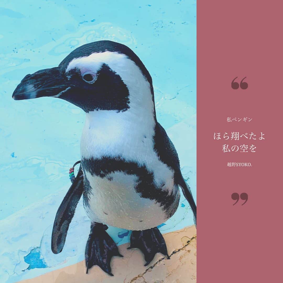 越野翔子さんのインスタグラム写真 - (越野翔子Instagram)「なんかペンギンって可愛いよな…」8月28日 16時42分 - syoko.koshino