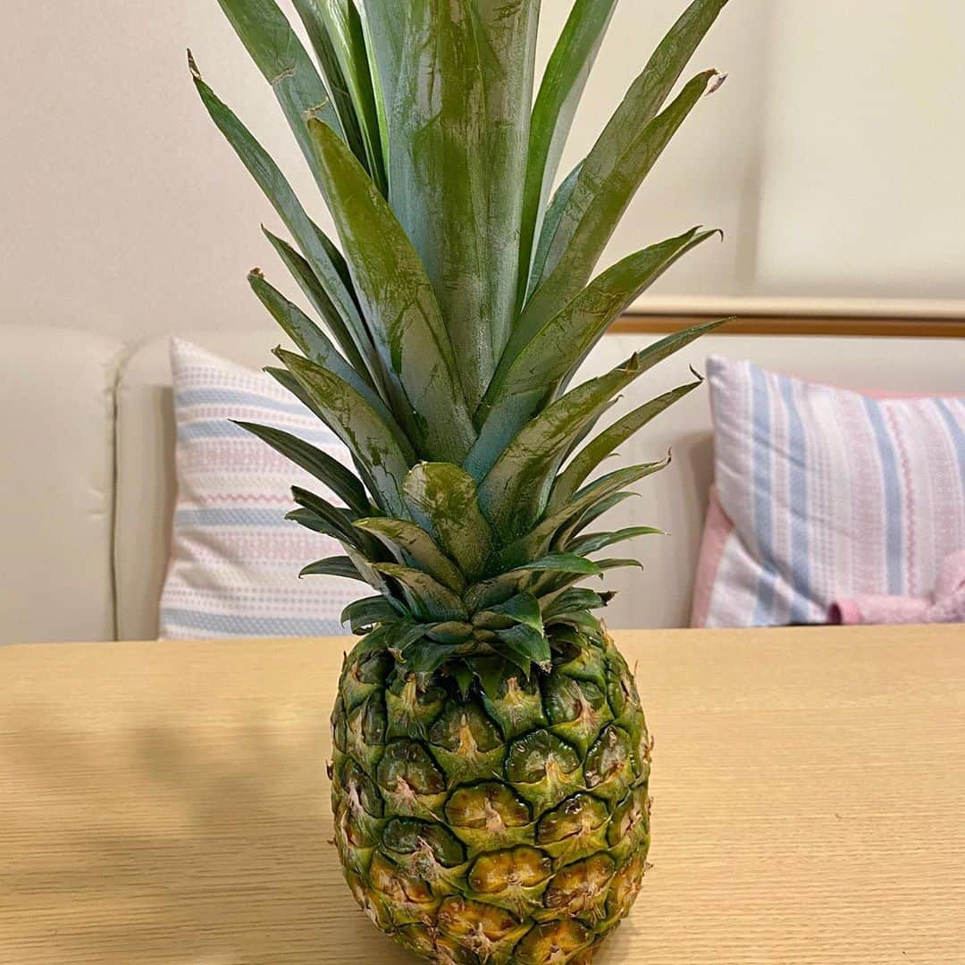 のインスタグラム：「🍍育ち過ぎ感が冴えるパイナップル🍍 #パイナップル #水耕栽培 #フルーツ #沖縄」