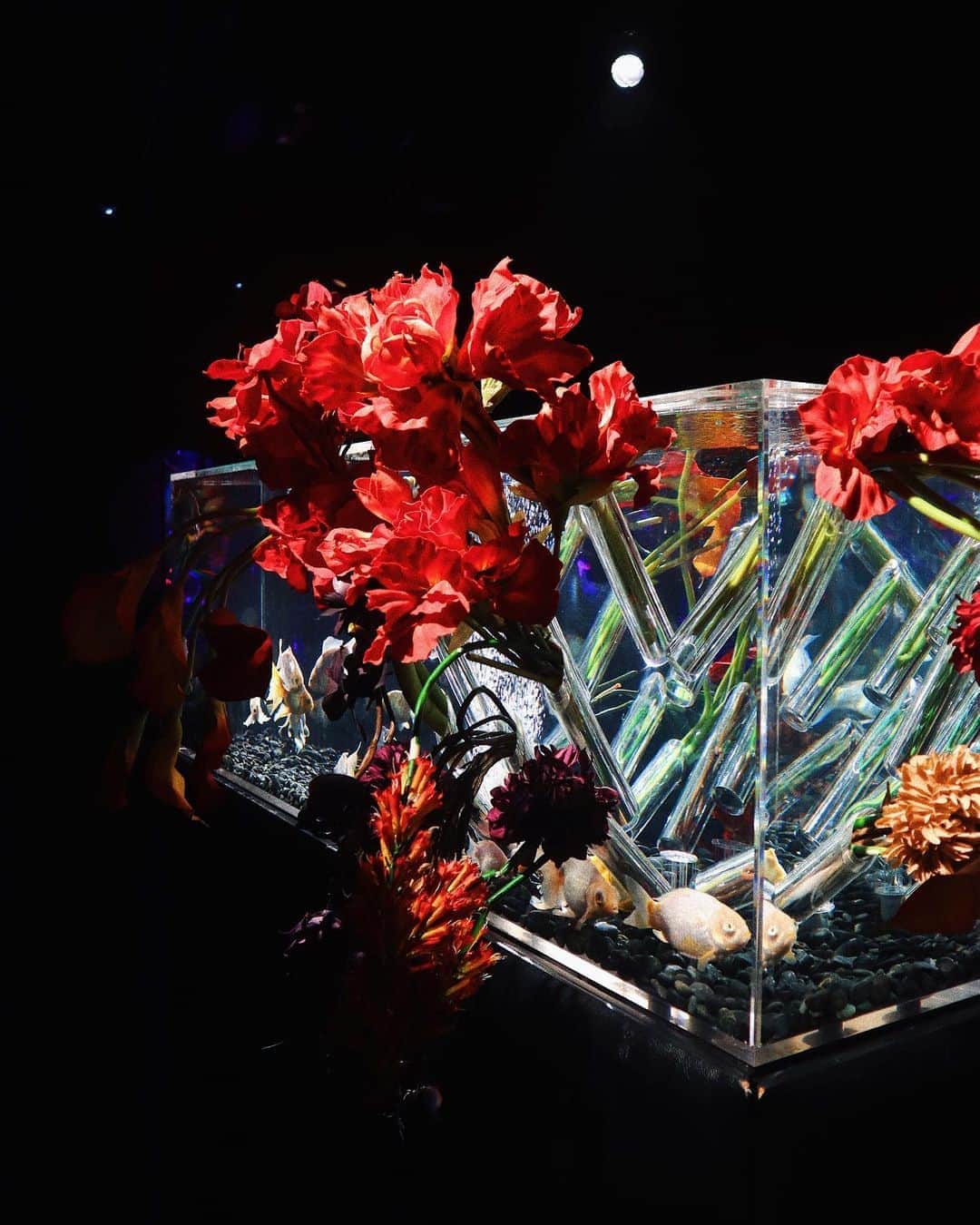 中島絢乃さんのインスタグラム写真 - (中島絢乃Instagram)「🏮🏮🏮﻿ ﻿ ﻿ 一足お先に8/28から始まる﻿ #アートアクアリウム ﻿  (@artaquarium_official )へ💫🌈﻿ 入る前からコロナ対策されていたよ！﻿ (今回特別な許可を得て﻿ マスク着用なしで撮影しています)﻿ ﻿ ﻿ ﻿ ﻿ ＂生命の宿る美術館＂ということで﻿ 美しい金魚たちが織りなす現代アートに﻿ 癒されてきました💫💭🐠﻿ ﻿ ﻿ こんなにたくさんの金魚たち﻿ 見るの初めてだったなあ😳✨﻿ 💭🗻⛩🏮﻿ ﻿ ﻿ 雰囲気のいいカフェラウンジもあったし、﻿ きっとオープンしたら﻿ もっと素敵なんだと思います！💫﻿ 日本橋に行く際はぜひ🐠💭﻿ ﻿ ‎𓂃 𓈒𓏸 ‎𓂃 𓈒𓏸 ‎𓂃 𓈒𓏸 ‎𓂃 𓈒𓏸 ‎𓂃 𓈒𓏸﻿ #アートアクアリウム美術館#日本橋#artaquariummuseum#artaquarium#pr﻿」8月28日 17時26分 - nakajima_ayano