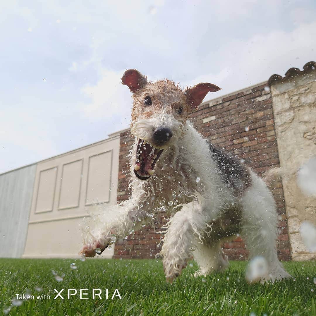 Sony Mobileさんのインスタグラム写真 - (Sony MobileInstagram)「Pet photographer @akiyo_ogawa uses Xperia as her second camera to capture playful moments whatever the setting with Eye AF for animals on Xperia 1 II.  #Xperia1II #Xperia #SonyXperia #Photographer #SmartphonePhotography #MobilePhotography #Photography #PhotographyPro #TakenWithXperia #PetPhotography #Camera」8月28日 17時24分 - sonyxperia
