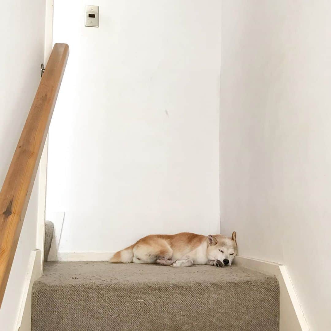 柴犬リリコのインスタグラム：「柴犬落ちてます🎐🐶  #じゃまかわいい  #涼しい場所」