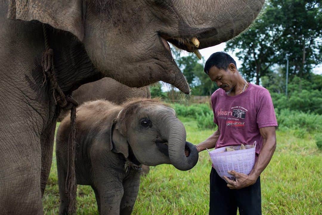 National Geographic Creativeさんのインスタグラム写真 - (National Geographic CreativeInstagram)「Photo by @AmandaMustard  Two year old elephant baby Doe-Doe is fed yams from his mahout caretaker. Feeding elephants a well-rounded, nutritional diet is no small task - a single elephant can eat an average of 300 lbs of vegetation per day 🌱🍠🍉🍌🌿  #thailand #asianelephants #natgeointhefield #welfare」8月28日 17時47分 - natgeointhefield