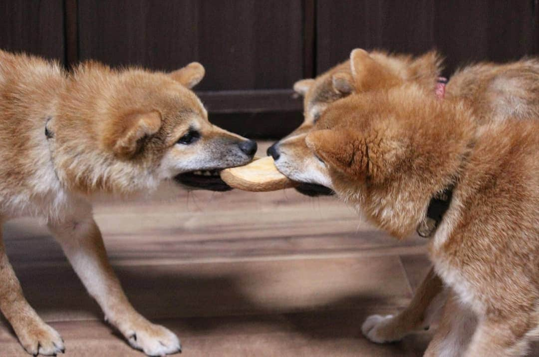 柴犬たま Shibainu Tamaのインスタグラム