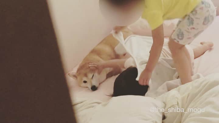 Moguのインスタグラム：「. 2人とも早くお昼寝するなの。 Nap time #スリーパーを着せようとする姉子分 #もぐにちょっかいを出す妹子分 #全てを無視するもぐ . @the_shiba_mogu  #柴犬 #shibainu #shiba#赤柴 #redshiba#犬 #dog#しばいぬ#nannydog#犬と子供#子供と犬#柴犬と子供#柴#赤ちゃんと犬#犬と赤ちゃん#柴犬と赤ちゃん#赤ちゃんと柴犬#柴犬のいる暮らし#子守犬」