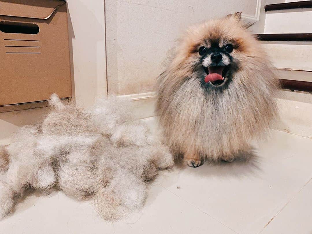 r_oseのインスタグラム：「My little Moose🦦 and his happy fur〰️」