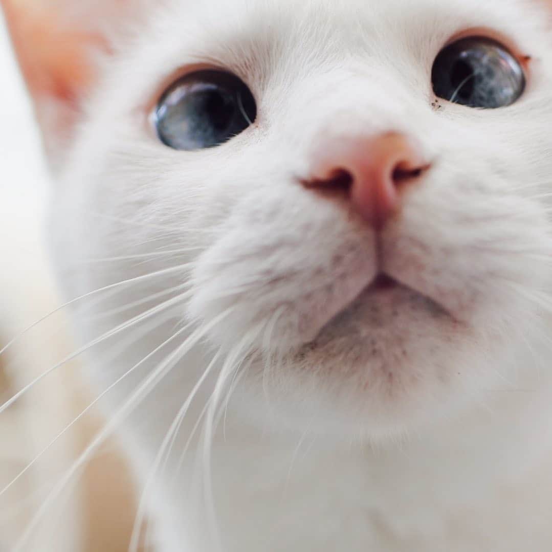 sancheloveのインスタグラム：「今朝の、﻿#寄り過ぎ﻿ねぇねぇちゃん  #kitty#catstagram#catstagram_japan#petstagram#picneko#instacat#meow#catoftheday#catofworld#ilovemycat#funnycat#猫#ねこ#にゃんこ#みんねこ#にゃんだふるらいふ#ふわもこ部#PECOねこ部#ねこまみれ#ねこ休み展#whitecat#白猫#元野良#保護猫#ねこのいる暮らし NeeNee」