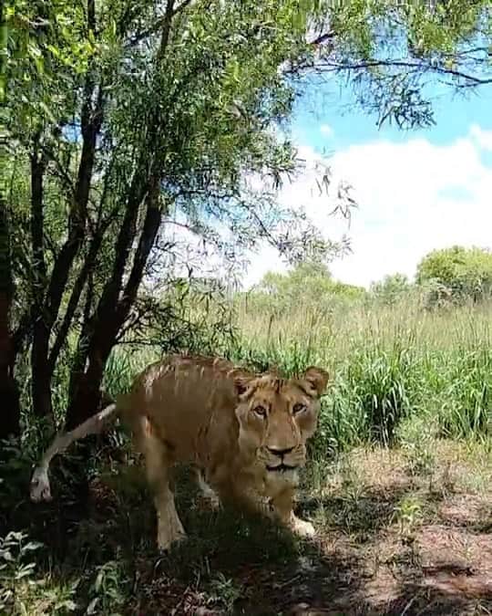 Kevin Richardson LionWhisperer のインスタグラム