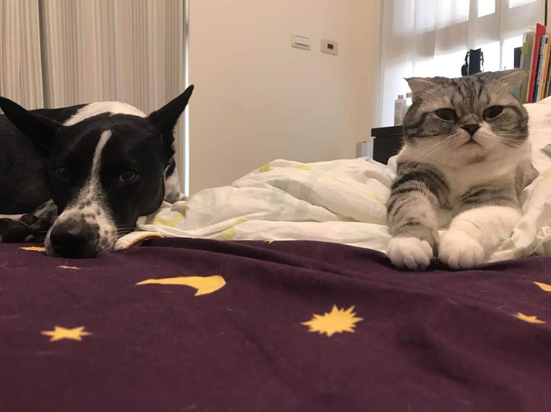KATSUOのインスタグラム：「#petstagram #catsanddogs #かつおとメイ」
