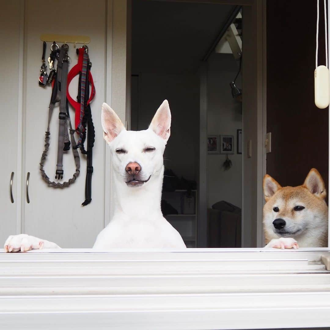 柴犬ハル&保護犬すずのインスタグラム