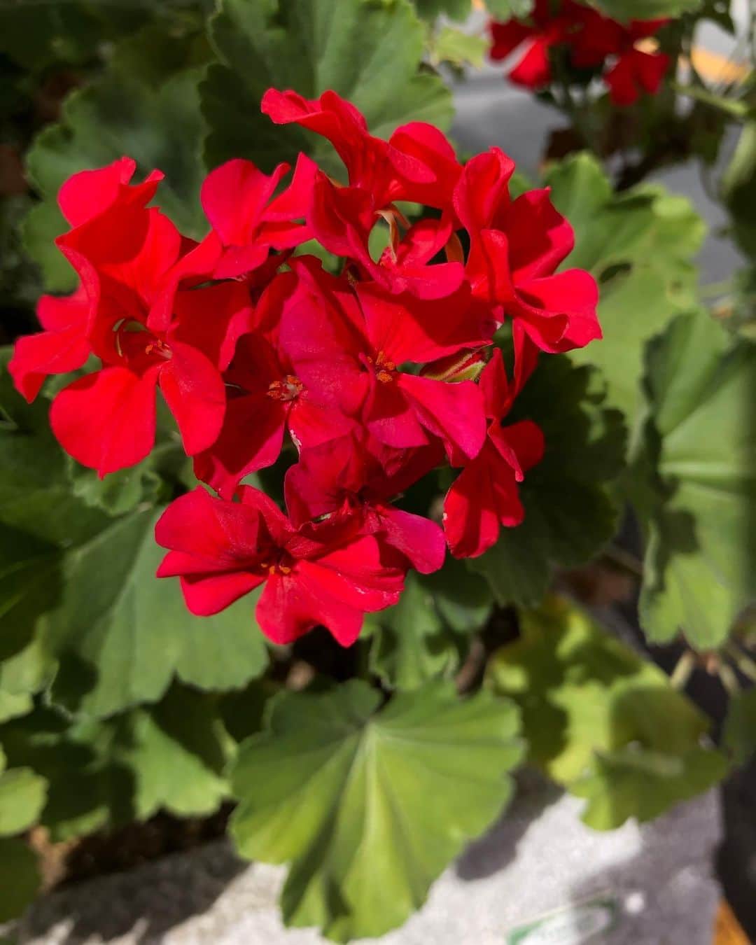 竹川美子さんのインスタグラム写真 - (竹川美子Instagram)「赤いゼラニウムの花☘️ #赤いゼラニウム #花壇 #花言葉 #尊敬・信頼・真の友情 #君ありて幸福 #癒し」8月28日 18時49分 - takegawamiko
