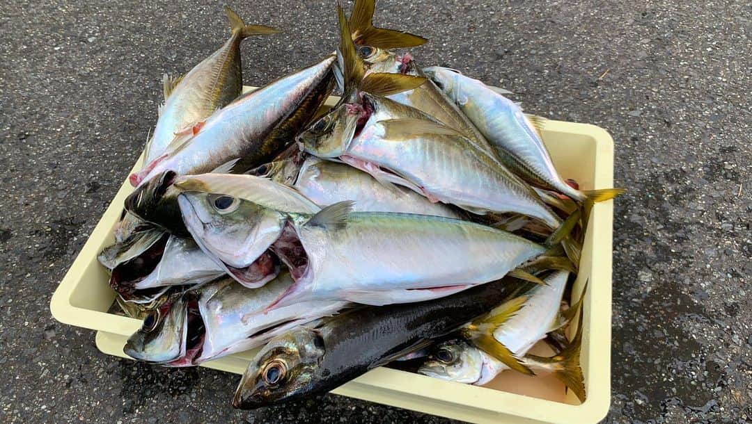 三浦理志さんのインスタグラム写真 - (三浦理志Instagram)「You Tube アップしました〜！ 走水の金アジ❣️ たまりませんね！ チャンネル登録よろしくお願いします！ #youtube #fish #fishing #釣り#東京湾 #走水 #アジ #金アジ」8月28日 19時03分 - mar4m
