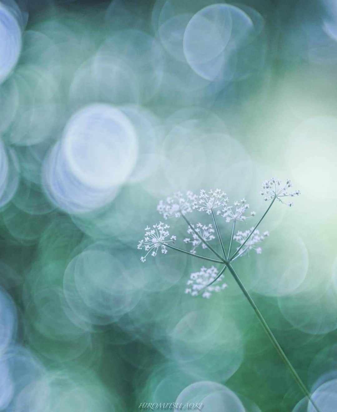 花の写真館のインスタグラム：「Photo by @hiromitsu_aoki.⠀ https://instagram.com/hiromitsu_aoki/⠀ .⠀ Original Post[投稿いただいたURL]⠀ https://www.instagram.com/p/CDqx0fLpPuY/⠀ .⠀ 本アカウントは、 #私の花の写真 をつけてInstagramに投稿された皆さまの花の写真や、「花の写真館」Facebookページで投稿された花の写真を紹介します。⠀ 「花の写真館」Facebookページは、「 @floral.photograph 」のプロフィールにあるURLからご覧ください。⠀ .⠀ ※各自、政府、自治体など公的機関の指示に従った行動をお願いします。⠀⠀ 東京カメラ部および分室では、写真を「見る楽しみ」を提供することを通して、微力ながら皆様にわずかな時間でも癒しをお届けしたいと思っております。⠀ ※本アカウントは東京カメラ部がFacebook、Instagramのサービスを利用して運営しているもので、Facebook社・Instagramとは一切関係ありません。⠀ .⠀ #花の写真館 #floralphotograph #floralphoto #flower #flowers⠀ Follow: @floral.photograph」