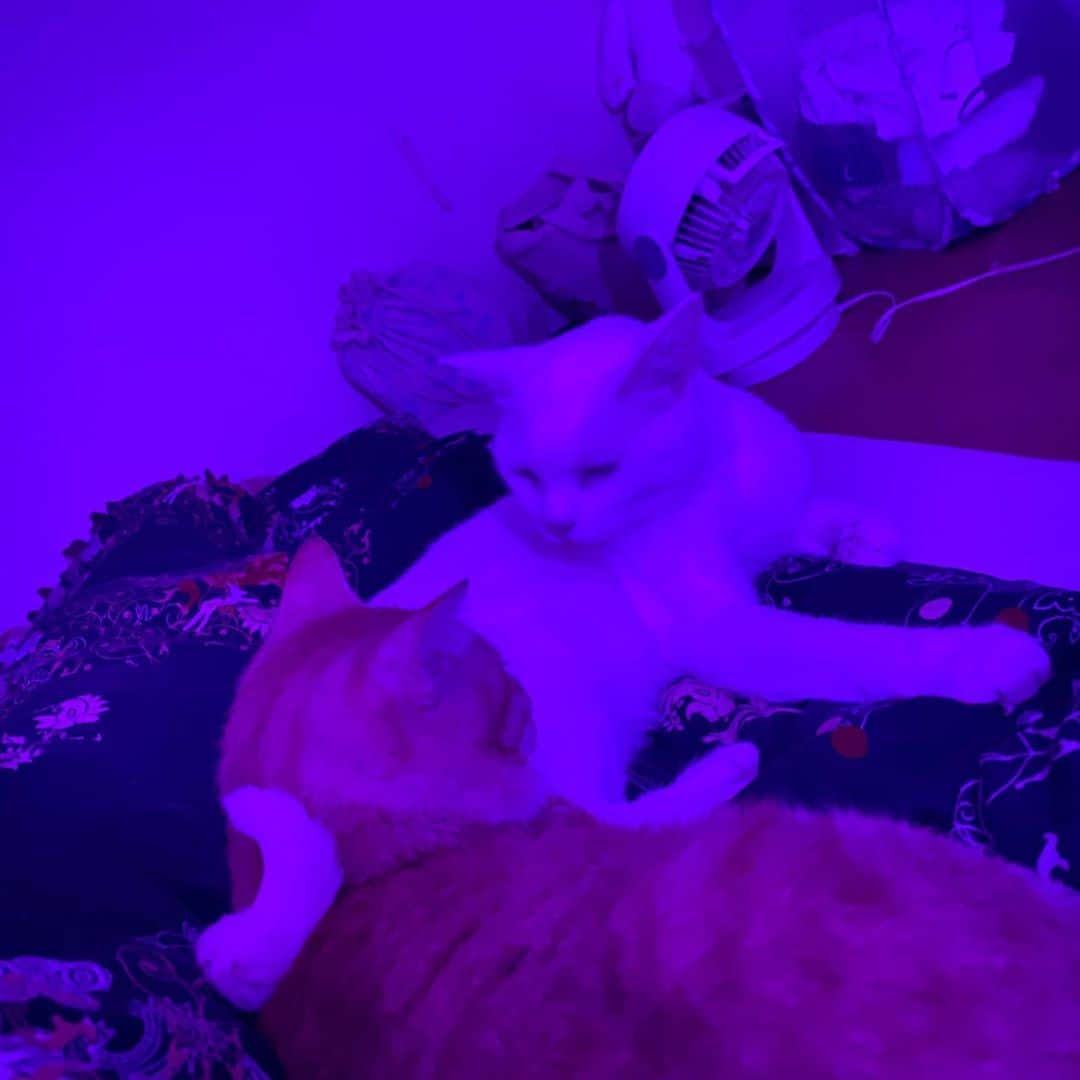 金巻ともこさんのインスタグラム写真 - (金巻ともこInstagram)「ハクのしっぽの位置がポイントです。2枚目はフラッシュ焚いたやつですけど、1枚目は寝室のバカ色照明のままです。  #hakuchai #cat #茶トラ #猫多頭飼い #tabby #orangetabby #whitecat #白猫 #catstagram」8月28日 19時31分 - tomotomoco