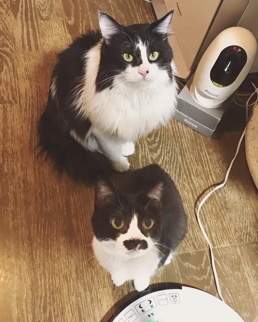 もじゃころのインスタグラム：「イッヌと並ぶとぺーちゃんのが可愛さが際立つ🥺💕💕でもイッヌ＝スダ、ペッペ＝具志堅だからイッヌのポテンシャルはペッペより高いのだ…🐶  #バングシー  #チョッチュ具志コロペッペ  #坂東玉隠しシャシャ丸」