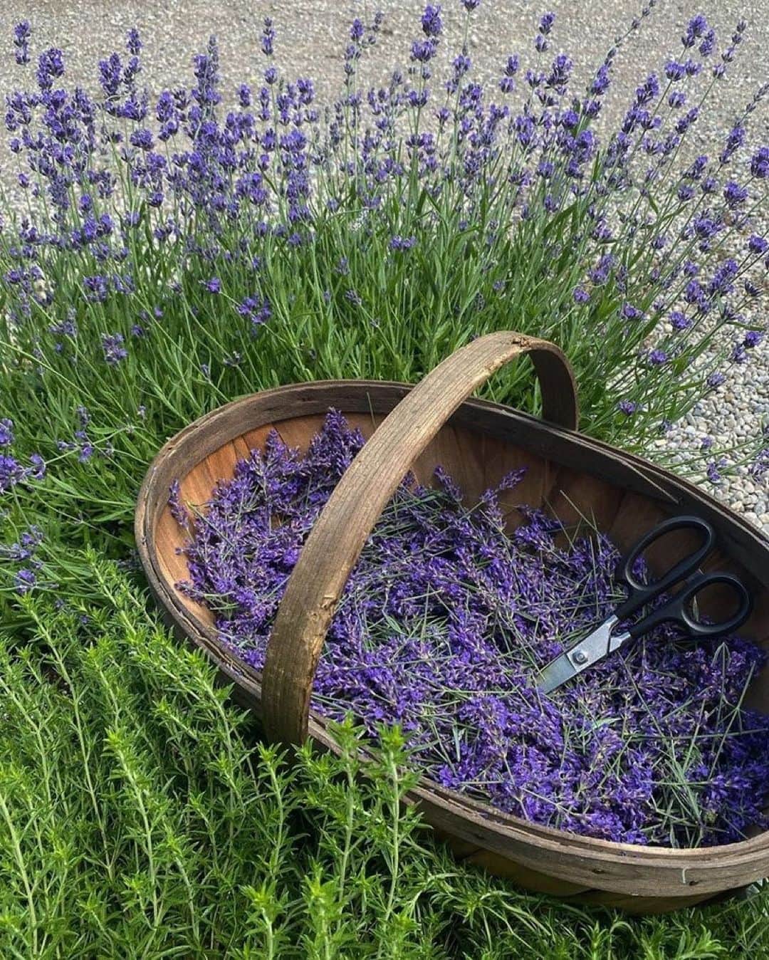 브렌다플라워のインスタグラム：「lavender」