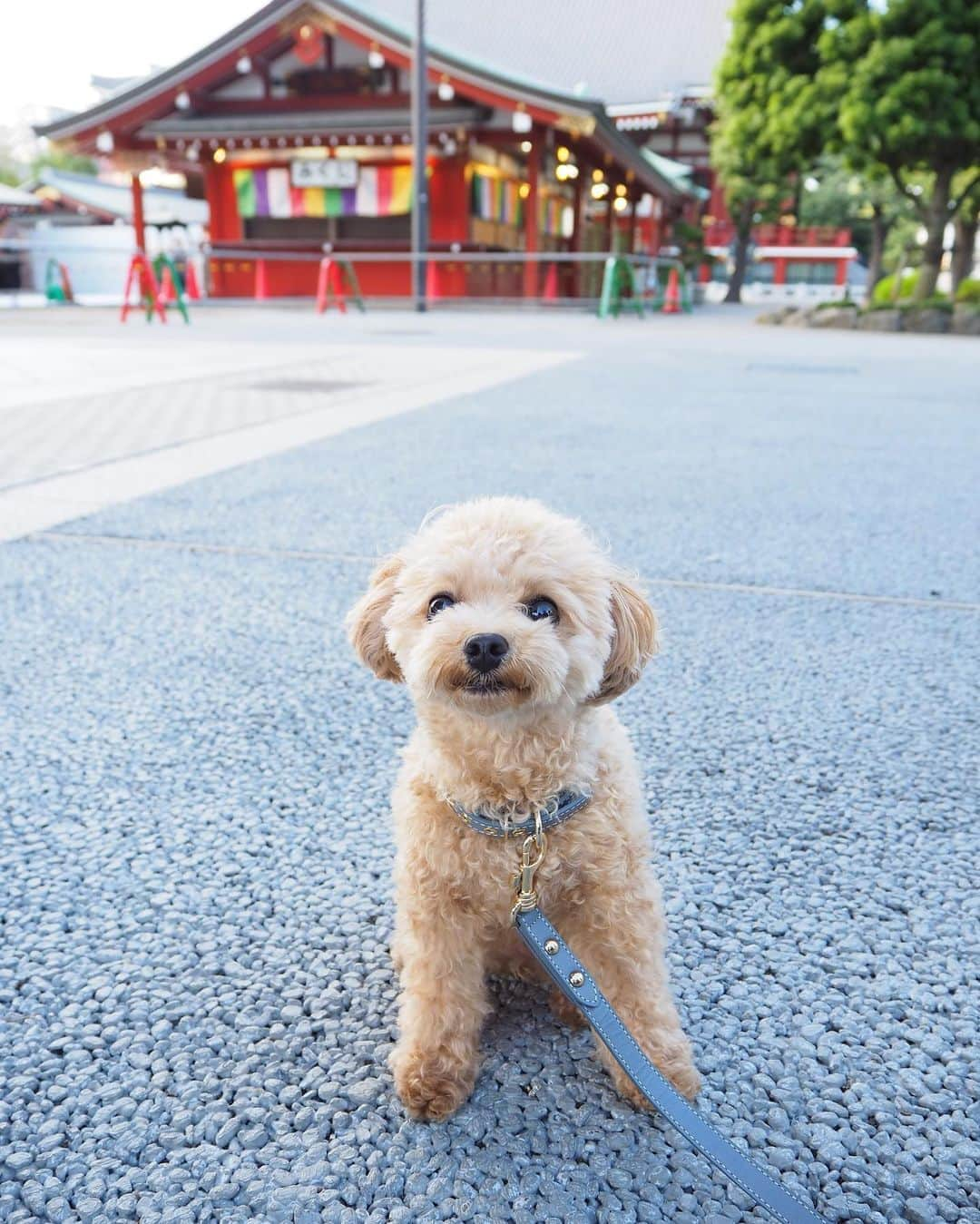 くるみたんのインスタグラム