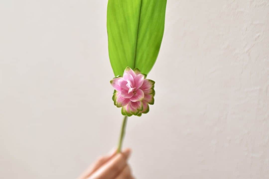 LOVEGREEN -植物と暮らしを豊かに。さんのインスタグラム写真 - (LOVEGREEN -植物と暮らしを豊かに。Instagram)「[ついつい見惚れる] . 明るいピンクとフチの緑が良い！と思って選んだクルクマ . ピンクの部分が花だと思っていたのですが、これは包葉というもので花ではありませんでした . じゃあ花は？というと包葉の中に小さく咲いています。2枚目の写真で包葉の隙間にちょっと見えるかも . よく見ると包葉がねじれていて、それがまたキレイでついつい見惚れてしまってます .  ■包葉とは 花を包んでいる葉のこと .  植物に愛と潤いを。植物初心者ライター、仲野がお届けする# LOVE PLANTS CLUB。 . 毎週金曜日に投稿しているので、次回の投稿もお楽しみに！ . ─────────────── # LOVE PLANTS CLUB ─────────────── 植物好きのための架空グループ、# LOVE PLANTS CLUB。 植物初心者ライターが植物を育てて、愛でて、その魅力を発信していきます。 . 皆さんもお気に入り植物を投稿して、 #loveplantsclub を盛り上げませんか？ . 1. このアカウント( @lovegreen_official )をフォロー 2. Instagramに #ラブグリーン と #loveplantsclub つけて投稿 . 皆さんの植物投稿を楽しみにしています！ もしかしたら、あなたの投稿がLOVEGREENの記事に掲載されるかも！？ .  #クルクマ #curcuma #一輪挿し #花のある暮らし #花のある生活 #花を楽しむ #一輪挿し部 #一輪の花 #花を活ける #花を愛でる #日々の暮らし #暮らしを愉しむ #ラブグリーン #lovegreen #植物のある暮らし #植物と暮らしを豊かに #植物 #球根植物 #花が好き」8月28日 21時00分 - lovegreen_official