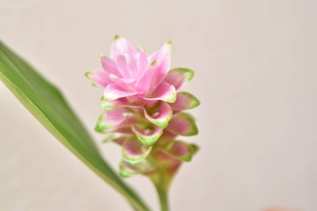 LOVEGREEN -植物と暮らしを豊かに。さんのインスタグラム写真 - (LOVEGREEN -植物と暮らしを豊かに。Instagram)「[ついつい見惚れる] . 明るいピンクとフチの緑が良い！と思って選んだクルクマ . ピンクの部分が花だと思っていたのですが、これは包葉というもので花ではありませんでした . じゃあ花は？というと包葉の中に小さく咲いています。2枚目の写真で包葉の隙間にちょっと見えるかも . よく見ると包葉がねじれていて、それがまたキレイでついつい見惚れてしまってます .  ■包葉とは 花を包んでいる葉のこと .  植物に愛と潤いを。植物初心者ライター、仲野がお届けする# LOVE PLANTS CLUB。 . 毎週金曜日に投稿しているので、次回の投稿もお楽しみに！ . ─────────────── # LOVE PLANTS CLUB ─────────────── 植物好きのための架空グループ、# LOVE PLANTS CLUB。 植物初心者ライターが植物を育てて、愛でて、その魅力を発信していきます。 . 皆さんもお気に入り植物を投稿して、 #loveplantsclub を盛り上げませんか？ . 1. このアカウント( @lovegreen_official )をフォロー 2. Instagramに #ラブグリーン と #loveplantsclub つけて投稿 . 皆さんの植物投稿を楽しみにしています！ もしかしたら、あなたの投稿がLOVEGREENの記事に掲載されるかも！？ .  #クルクマ #curcuma #一輪挿し #花のある暮らし #花のある生活 #花を楽しむ #一輪挿し部 #一輪の花 #花を活ける #花を愛でる #日々の暮らし #暮らしを愉しむ #ラブグリーン #lovegreen #植物のある暮らし #植物と暮らしを豊かに #植物 #球根植物 #花が好き」8月28日 21時00分 - lovegreen_official