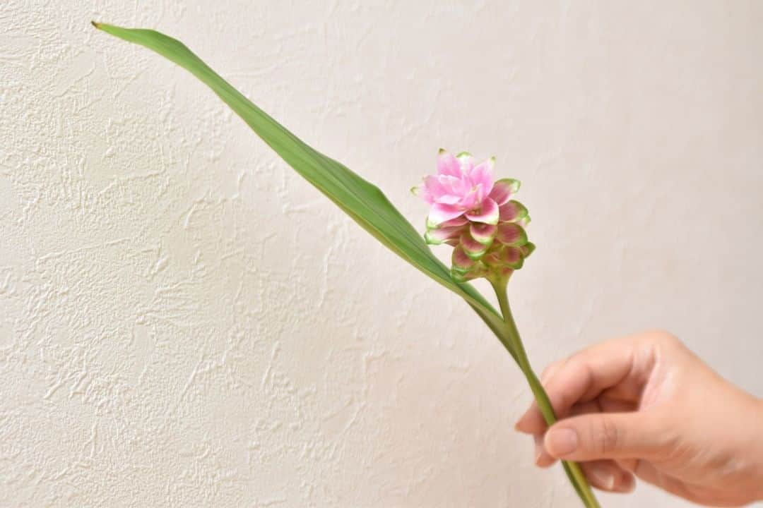 のインスタグラム：「[ついつい見惚れる] . 明るいピンクとフチの緑が良い！と思って選んだクルクマ . ピンクの部分が花だと思っていたのですが、これは包葉というもので花ではありませんでした . じゃあ花は？というと包葉の中に小さく咲いています。2枚目の写真で包葉の隙間にちょっと見えるかも . よく見ると包葉がねじれていて、それがまたキレイでついつい見惚れてしまってます .  ■包葉とは 花を包んでいる葉のこと .  植物に愛と潤いを。植物初心者ライター、仲野がお届けする# LOVE PLANTS CLUB。 . 毎週金曜日に投稿しているので、次回の投稿もお楽しみに！ . ─────────────── # LOVE PLANTS CLUB ─────────────── 植物好きのための架空グループ、# LOVE PLANTS CLUB。 植物初心者ライターが植物を育てて、愛でて、その魅力を発信していきます。 . 皆さんもお気に入り植物を投稿して、 #loveplantsclub を盛り上げませんか？ . 1. このアカウント( @lovegreen_official )をフォロー 2. Instagramに #ラブグリーン と #loveplantsclub つけて投稿 . 皆さんの植物投稿を楽しみにしています！ もしかしたら、あなたの投稿がLOVEGREENの記事に掲載されるかも！？ .  #クルクマ #curcuma #一輪挿し #花のある暮らし #花のある生活 #花を楽しむ #一輪挿し部 #一輪の花 #花を活ける #花を愛でる #日々の暮らし #暮らしを愉しむ #ラブグリーン #lovegreen #植物のある暮らし #植物と暮らしを豊かに #植物 #球根植物 #花が好き」