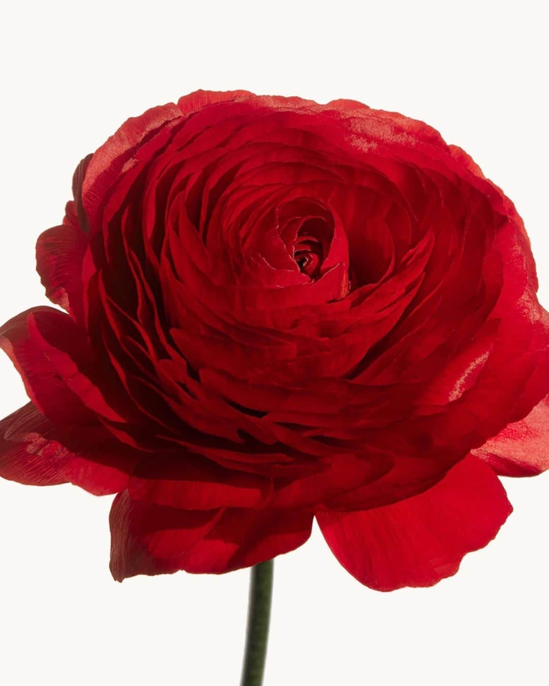 ナルシソロドリゲスさんのインスタグラム写真 - (ナルシソロドリゲスInstagram)「NARCISO eau de parfum rouge: Bulgarian rose and iris sensually envelop a heart of musc. #myrouge #narcisorouge #narcisorodriguezparfums #parfum #fragrance」8月28日 21時03分 - narciso_rodriguez