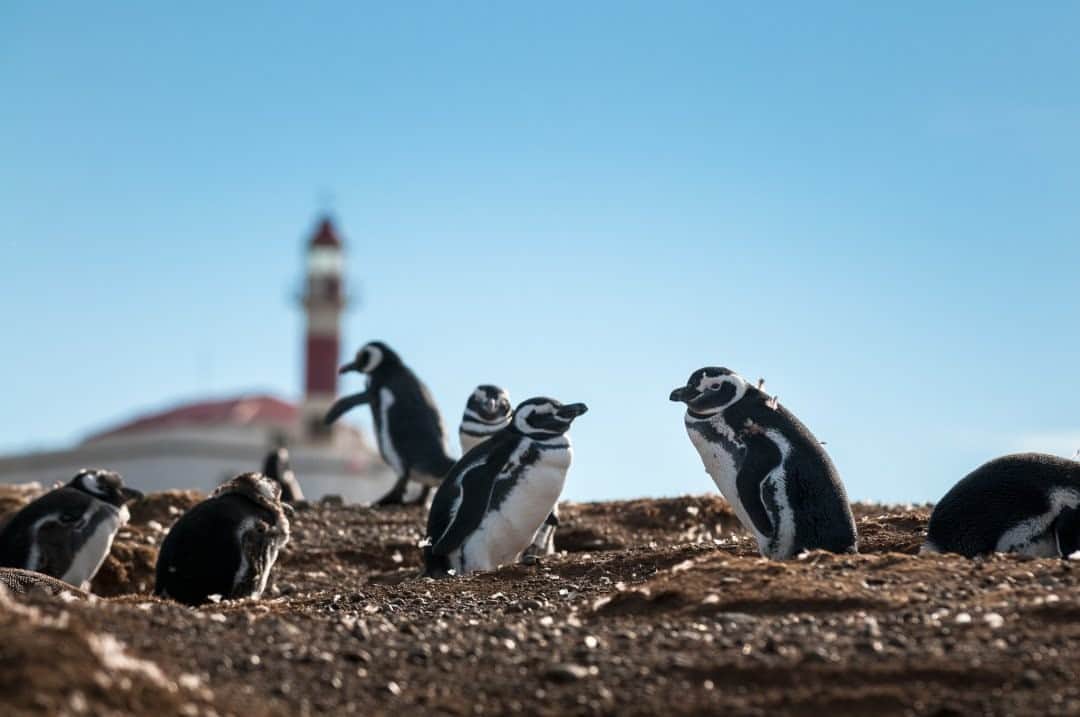 National Geographic Travelさんのインスタグラム写真 - (National Geographic TravelInstagram)「Photo by @michaelclarkphoto  Penguins gather on Isla Magdalena near Punta Arenas, Chile. This island is a day trip away from Punta Arenas and an incredible experience with so many penguins around. #penguins #puntaarenas #chile」8月28日 21時07分 - natgeotravel