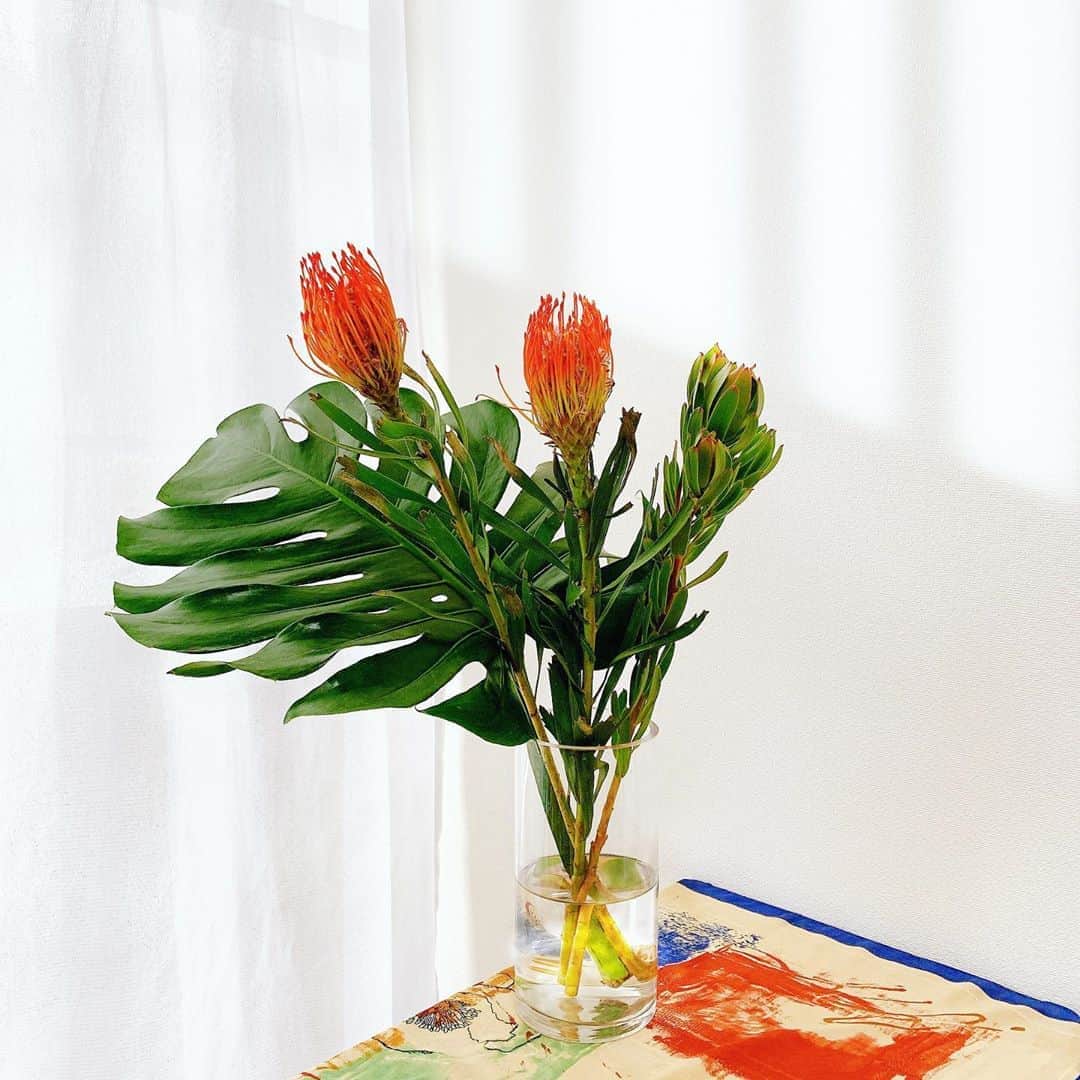 Sayakaのインスタグラム：「* 今週のしいたけ占いのラッキーカラーがオレンジだったので☺️🧡 ピンクッションの花言葉は『どこでも成功を』✨  もう8月最後の週末なんて早すぎ😳 皆さま♡良い週末をお過ごしください💫 . .  #flower #flowers #flowerlovers #floweroftheday #flowerstagram #pincushion #sayakasflower  #ピンクッション #花のある暮らし #花のある生活」