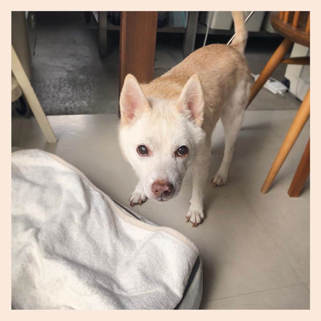 パンといっぴきのインスタグラム：「#元保護犬 #雑種犬 #crossbreed #mixdog #キップル14歳」