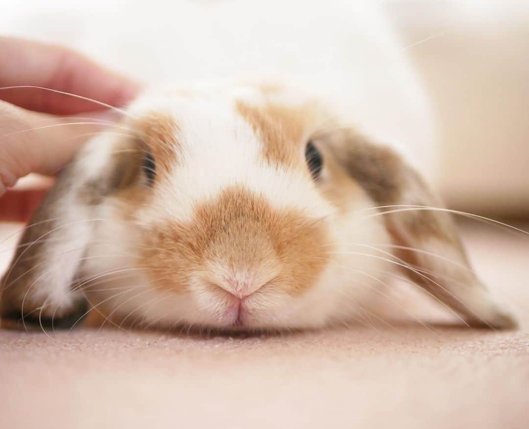 のインスタグラム：「こねるように撫でてたら、きな粉餅に見えてきた(笑 ＊ ＊ ＊ #うさぎ #rabbit #bunny #ふわもこ部  #WeeklyFluff #igersjp  #tokyocameraclub #東京カメラ部  #神戸カメラ部  #bunnystagram  #うさぎ部 #ホーランドロップ #hollandlop  #ファインダー越しの私の世界 #art_of_japan #myfujilove  #今日もx日和」