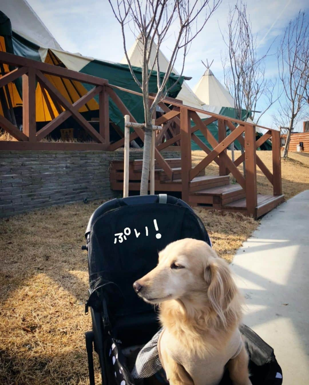 チズさんのインスタグラム写真 - (チズInstagram)「この時期 毎年BBQ🍖してたけど 今年はぉ預けですねぇー😂って事で いつかのBBQ pic📸❤️ 来年はぉ肉🍗 たらふく食べよー🐶💕 機嫌なおして🐶❣️ #ネスタリゾート神戸  #グランピング#BBQ #犬とお出かけ #旅は犬連れ #近場でバカンス  #Mダックス#ダックス#ミニチュアダックス #親父犬#シニア犬#ミニチュアダックスフンド #ミニチュアダックスクリーム#短足部 #短足犬#カニンヘンダックス #ダックス14歳#カニンヘンダックスフンド#犬は家族#犬のいる生活#シニアライフ#インスタでわんこみるのが日課 ♡♡」8月28日 22時17分 - sqi.chizu