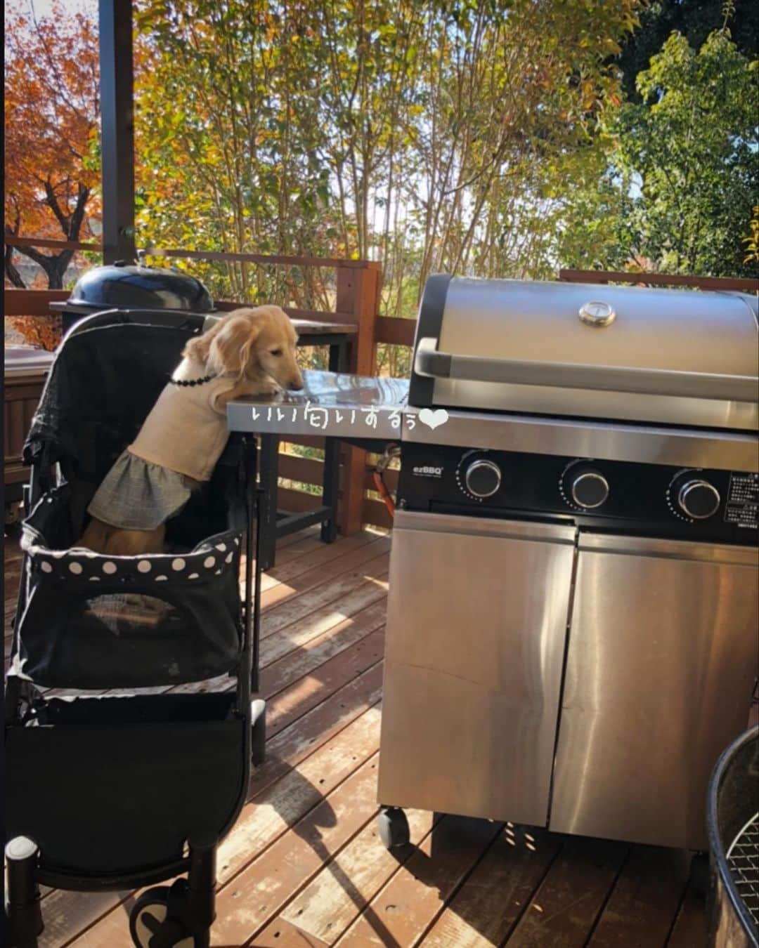 チズさんのインスタグラム写真 - (チズInstagram)「この時期 毎年BBQ🍖してたけど 今年はぉ預けですねぇー😂って事で いつかのBBQ pic📸❤️ 来年はぉ肉🍗 たらふく食べよー🐶💕 機嫌なおして🐶❣️ #ネスタリゾート神戸  #グランピング#BBQ #犬とお出かけ #旅は犬連れ #近場でバカンス  #Mダックス#ダックス#ミニチュアダックス #親父犬#シニア犬#ミニチュアダックスフンド #ミニチュアダックスクリーム#短足部 #短足犬#カニンヘンダックス #ダックス14歳#カニンヘンダックスフンド#犬は家族#犬のいる生活#シニアライフ#インスタでわんこみるのが日課 ♡♡」8月28日 22時17分 - sqi.chizu