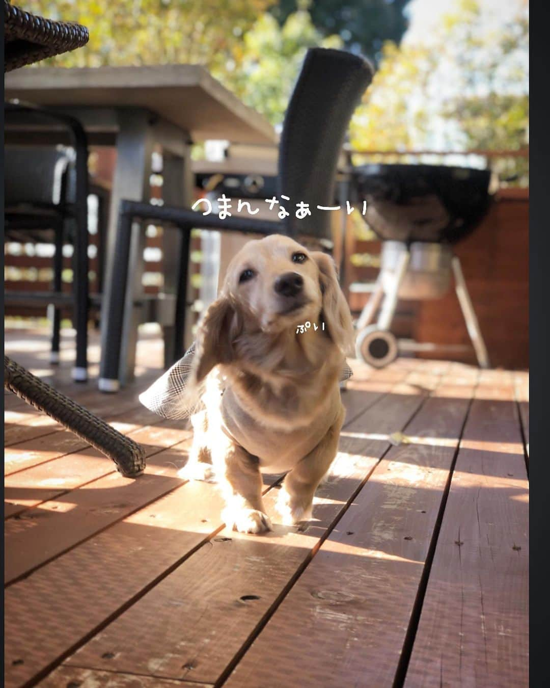 チズさんのインスタグラム写真 - (チズInstagram)「この時期 毎年BBQ🍖してたけど 今年はぉ預けですねぇー😂って事で いつかのBBQ pic📸❤️ 来年はぉ肉🍗 たらふく食べよー🐶💕 機嫌なおして🐶❣️ #ネスタリゾート神戸  #グランピング#BBQ #犬とお出かけ #旅は犬連れ #近場でバカンス  #Mダックス#ダックス#ミニチュアダックス #親父犬#シニア犬#ミニチュアダックスフンド #ミニチュアダックスクリーム#短足部 #短足犬#カニンヘンダックス #ダックス14歳#カニンヘンダックスフンド#犬は家族#犬のいる生活#シニアライフ#インスタでわんこみるのが日課 ♡♡」8月28日 22時17分 - sqi.chizu