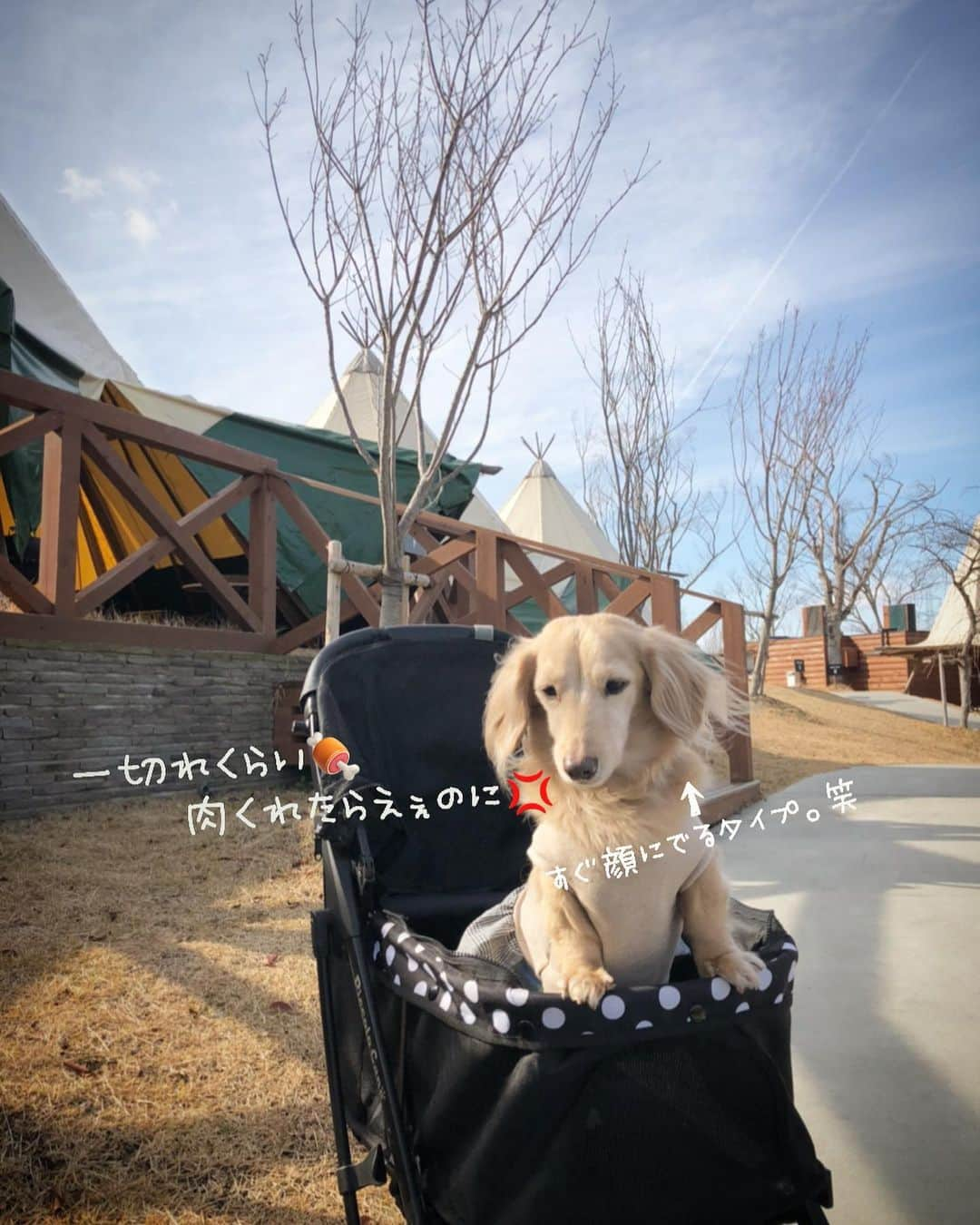 チズさんのインスタグラム写真 - (チズInstagram)「この時期 毎年BBQ🍖してたけど 今年はぉ預けですねぇー😂って事で いつかのBBQ pic📸❤️ 来年はぉ肉🍗 たらふく食べよー🐶💕 機嫌なおして🐶❣️ #ネスタリゾート神戸  #グランピング#BBQ #犬とお出かけ #旅は犬連れ #近場でバカンス  #Mダックス#ダックス#ミニチュアダックス #親父犬#シニア犬#ミニチュアダックスフンド #ミニチュアダックスクリーム#短足部 #短足犬#カニンヘンダックス #ダックス14歳#カニンヘンダックスフンド#犬は家族#犬のいる生活#シニアライフ#インスタでわんこみるのが日課 ♡♡」8月28日 22時17分 - sqi.chizu