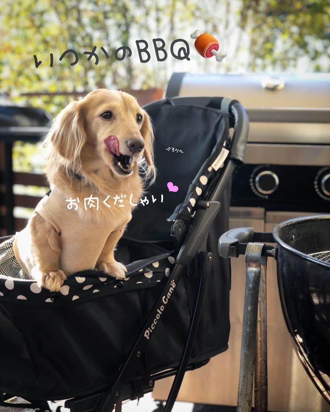 のインスタグラム：「この時期 毎年BBQ🍖してたけど 今年はぉ預けですねぇー😂って事で いつかのBBQ pic📸❤️ 来年はぉ肉🍗 たらふく食べよー🐶💕 機嫌なおして🐶❣️ #ネスタリゾート神戸  #グランピング#BBQ #犬とお出かけ #旅は犬連れ #近場でバカンス  #Mダックス#ダックス#ミニチュアダックス #親父犬#シニア犬#ミニチュアダックスフンド #ミニチュアダックスクリーム#短足部 #短足犬#カニンヘンダックス #ダックス14歳#カニンヘンダックスフンド#犬は家族#犬のいる生活#シニアライフ#インスタでわんこみるのが日課 ♡♡」