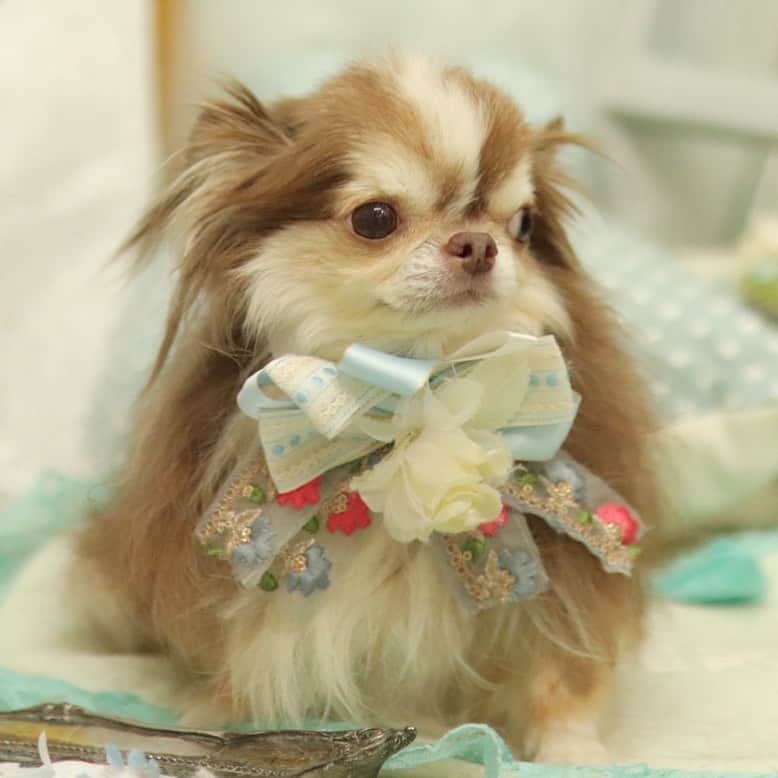 kayoのインスタグラム：「* * * おはよう☀ * * このお顔も好き💗 * * 結局全部好きっ😂💕 * * Lychee💗 * * #chihuahua#chihuahualove#dogstgram#dog#instadog#チワワ#チワワ大好き#チワワのいる暮らし * * *」