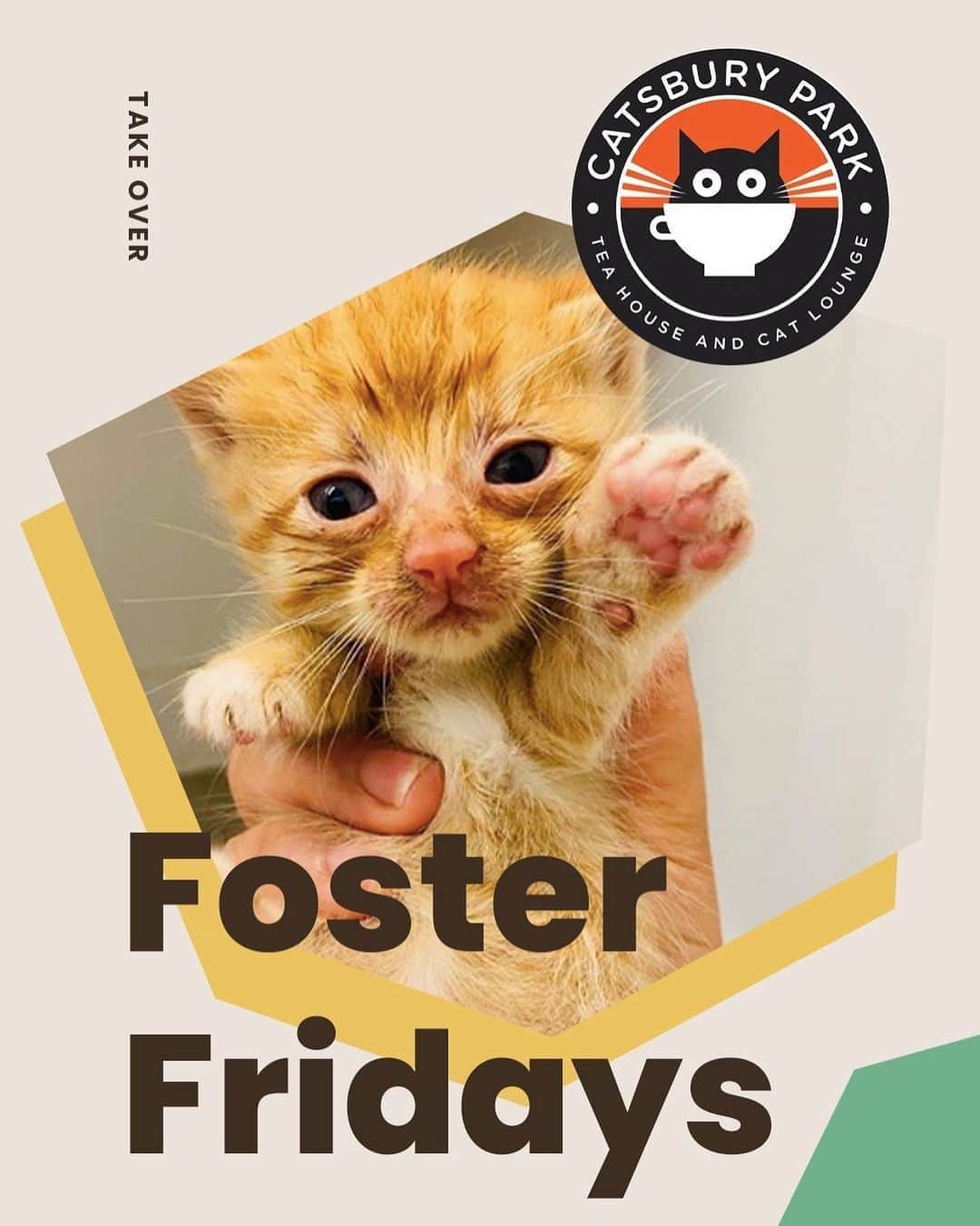 Cats of Instagramさんのインスタグラム写真 - (Cats of InstagramInstagram)「Today is #FosterFridays with @catsburypark! Climb on over to our stories to hear what they’re up to right now. ⁣ •••⁣ Every Friday, one of our favorite organizations takes over our Instagram stories! Please visit + follow their social to learn more.」8月29日 8時32分 - cats_of_instagram