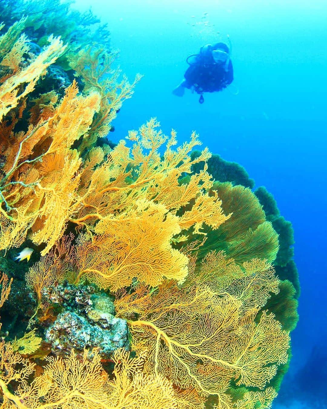ケリーさんのインスタグラム写真 - (ケリーInstagram)「2018年 @divermag と一緒に ニューカレドニアで潜った時の写真🤿 ・ 今年は綺麗な海で、ダイビングして 見たことがない海の生き物達を見に行くって 企画していました、🥺💙 ・ 今年は海外行けなかった分は来年いっぱい旅して、 いろいろところで潜りたい🐳🐬🐟🐠 ・ 2018 Scuba Diving in New Caledonia 🇳🇨  With @divermag  ・ I miss so much swimming in the ocean  and scuba diving 🤿😭🥺 ・ I can’t wait for next year to travel and  scuba diving to explore the marine life 🐳🐬🐟🐠 ・ Photo @kentaro_hosoda  ・ #scubadive#newcaledonia#divemagazine#スキューバダイビング#ニューカレドニア#ダイビング#ダイビング女子」8月29日 8時53分 - kellymisawa