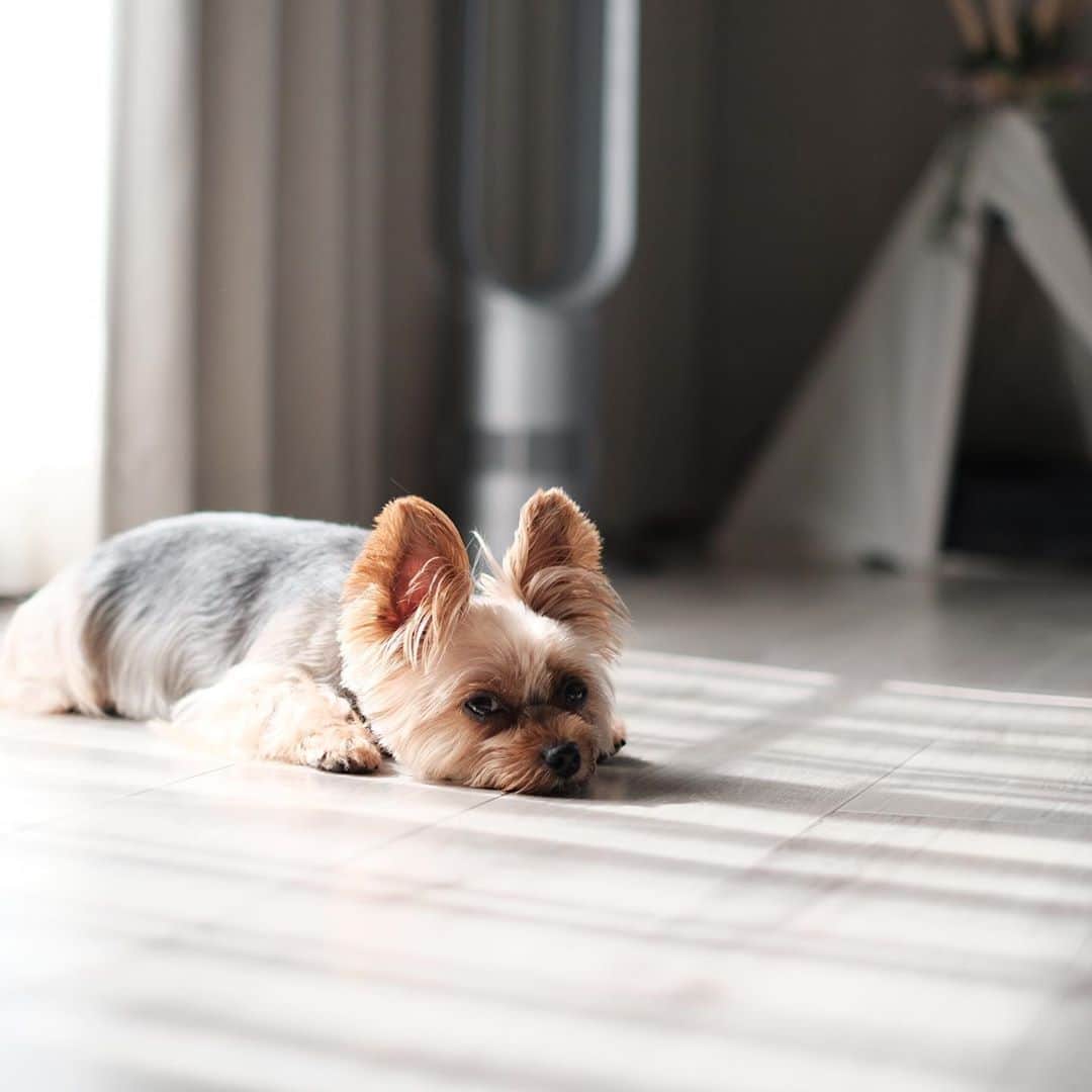 のインスタグラム：「😶  暑くても日向が好きなんだそうです。 シミ、気をつけてね。  #yorkie #yorkshireterrier #ヨーキー #ヨークシャテリア」