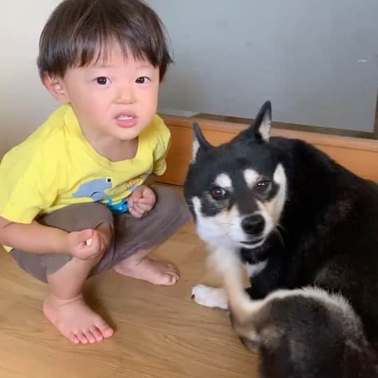 vo_coのインスタグラム：「👦🏻🐶 だいぶ距離が近くなったボクとあたし * #こたつとぼくちゃん  #shibastagram #instashiba #shiba #shibainu #黒柴 #柴犬」
