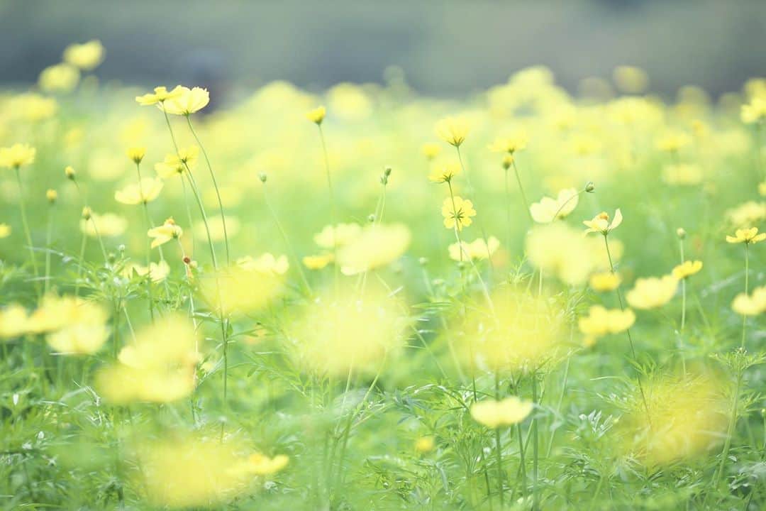 kiccyomuのインスタグラム：「☀️ 2020.08.29 Sat #昭和記念公園 #キバナコスモス この週末も暑そうだけど… イエローキャンパス  → ではなくて、 #レモンブライト だそうです…訂正😅 まだ、大丈夫かなぁ〜 汗だくで撮りに行くか？💦 涼しい部屋で一日過ごすか？🎐 #心に花を  土曜日…今日も元気に🤗  location #東京 📷撮影 2020年08月16日」