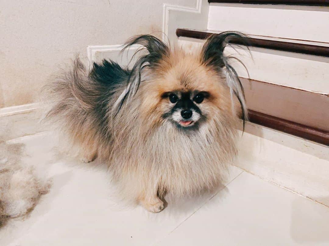 r_oseのインスタグラム：「Extraordinary ear🦦〰️」