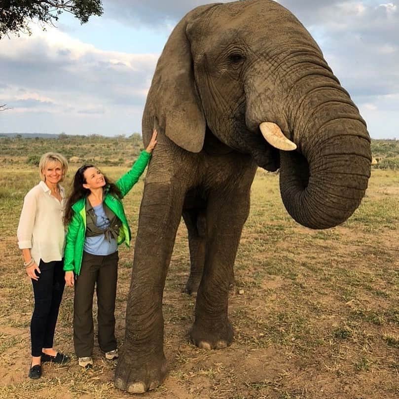 クリスティン・デイヴィスさんのインスタグラム写真 - (クリスティン・デイヴィスInstagram)「A wonderful #fbf ❤️-  We were so lucky to be able to film Holiday in the Wild for @netflixfamily at @jabulanisafari . This is Jabulani himself , orphaned and then rehabilitated by @adineroode and integrated into a herd of magnificent elephants who were rescued from Zimbabwe . We were helped tremendously by Adine, and all of the Rangers and Keepers to make the set safe for both elephants and people . And it was a magical time that we managed to capture on film ! I’m forever grateful to all involved . Check out @herd_elephants to see the most precious newest elephant rescued by Adine and company ✨✨💛✨」8月29日 0時14分 - iamkristindavis