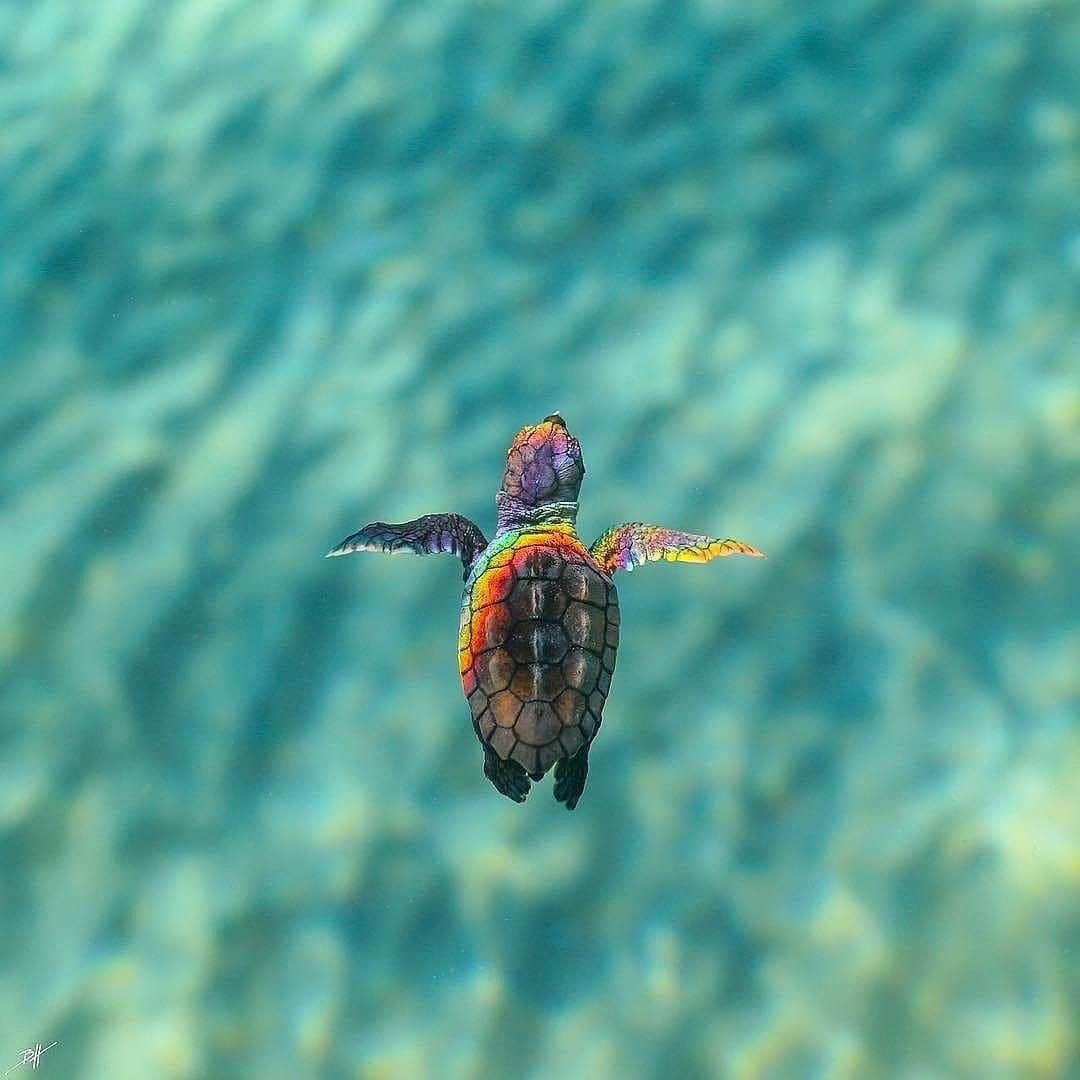Discover Earthさんのインスタグラム写真 - (Discover EarthInstagram)「Can you feel the sun on your skin ? the water going through you? Are you identiying with this turtle ? #savetheturtles🐢  with @benjhicks  #turtle #sea #swimming #rainbow」8月29日 0時30分 - discoverearth