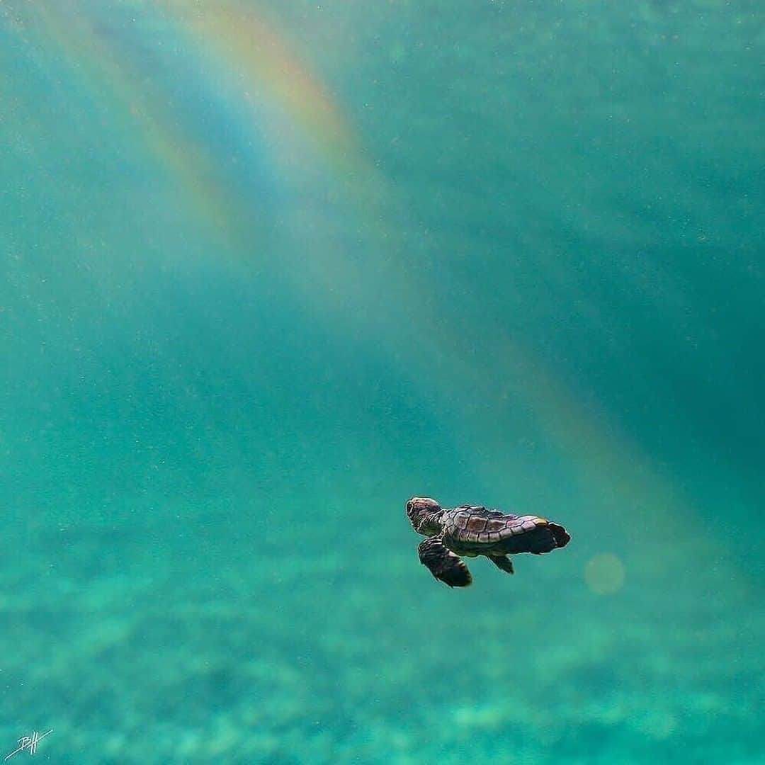 Discover Earthさんのインスタグラム写真 - (Discover EarthInstagram)「Can you feel the sun on your skin ? the water going through you? Are you identiying with this turtle ? #savetheturtles🐢  with @benjhicks  #turtle #sea #swimming #rainbow」8月29日 0時30分 - discoverearth