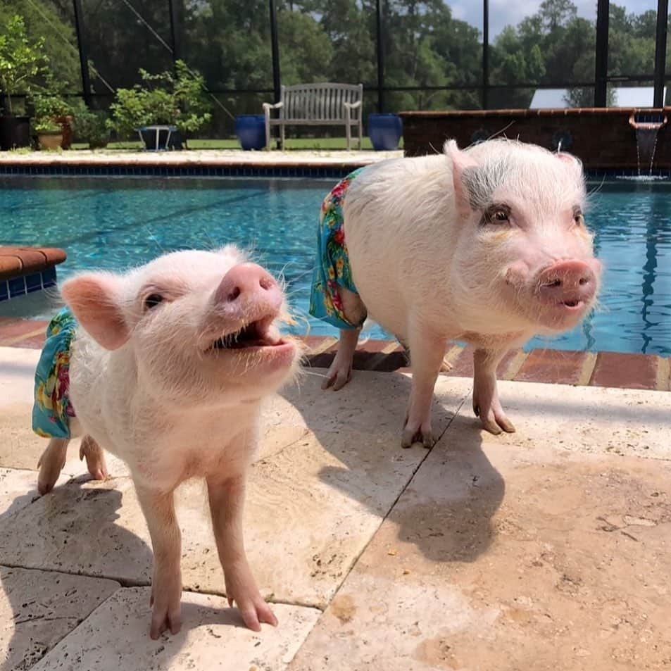 Priscilla and Poppletonさんのインスタグラム写真 - (Priscilla and PoppletonInstagram)「SQUEAL! It’s Friday! Let’s get this weekend started!🐷💦#tgif #poolboy #PopandPenn #PrissyandPop」8月29日 0時54分 - prissy_pig